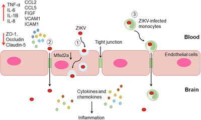 Host Molecules Regulating Neural Invasion of Zika Virus and Drug Repurposing Strategy